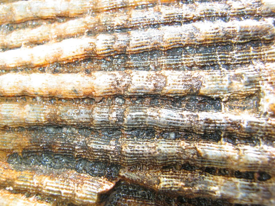 FOSSILE DA DETERMINARE